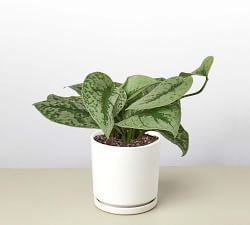 Live Silver Pothos in Planter