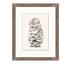 Conifer Cone Framed Print