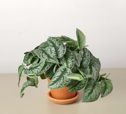 Live Silver Pothos in Planter