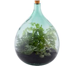 Glass Terrarium in a Bottle Starter Kit