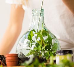 Glass Terrarium in a Bottle Starter Kit