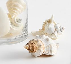 Shell Vase Filler