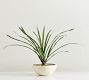 Faux Potted Draping Succulent