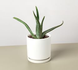 Live Aloe Vera In Planter