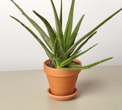 Live Aloe Vera In Planter