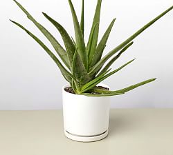 Live Aloe Vera In Planter