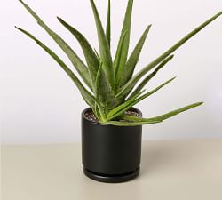 Live Aloe Vera In Planter
