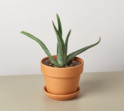 Live Aloe Vera In Planter