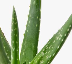 Live Aloe Vera In Planter