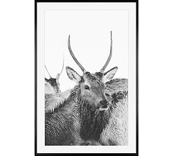 Winter Elk I by Jennifer Meyers