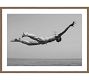Flying High Framed Print