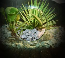 Open Front Glass Terrarium Bottles