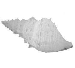 Decorative Lit Frosted Glass Sea Shell