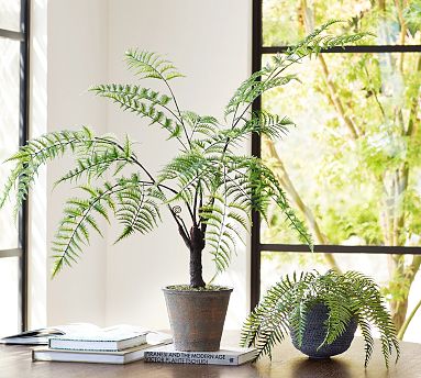 Faux Potted Trunked Curly Fern | Pottery Barn