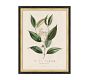 Vintage Botanical Framed Print