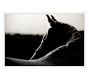 Horse Silhouette Framed Print