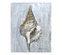 Shell Study #2 by Lauren Herrera