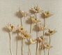 Dried Botanicals Shadowbox