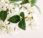 Faux Apple Blossom Clippings Bundle