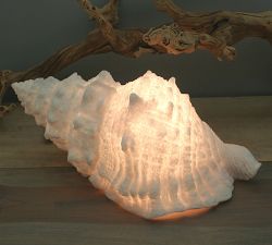 Decorative Lit Frosted Glass Sea Shell