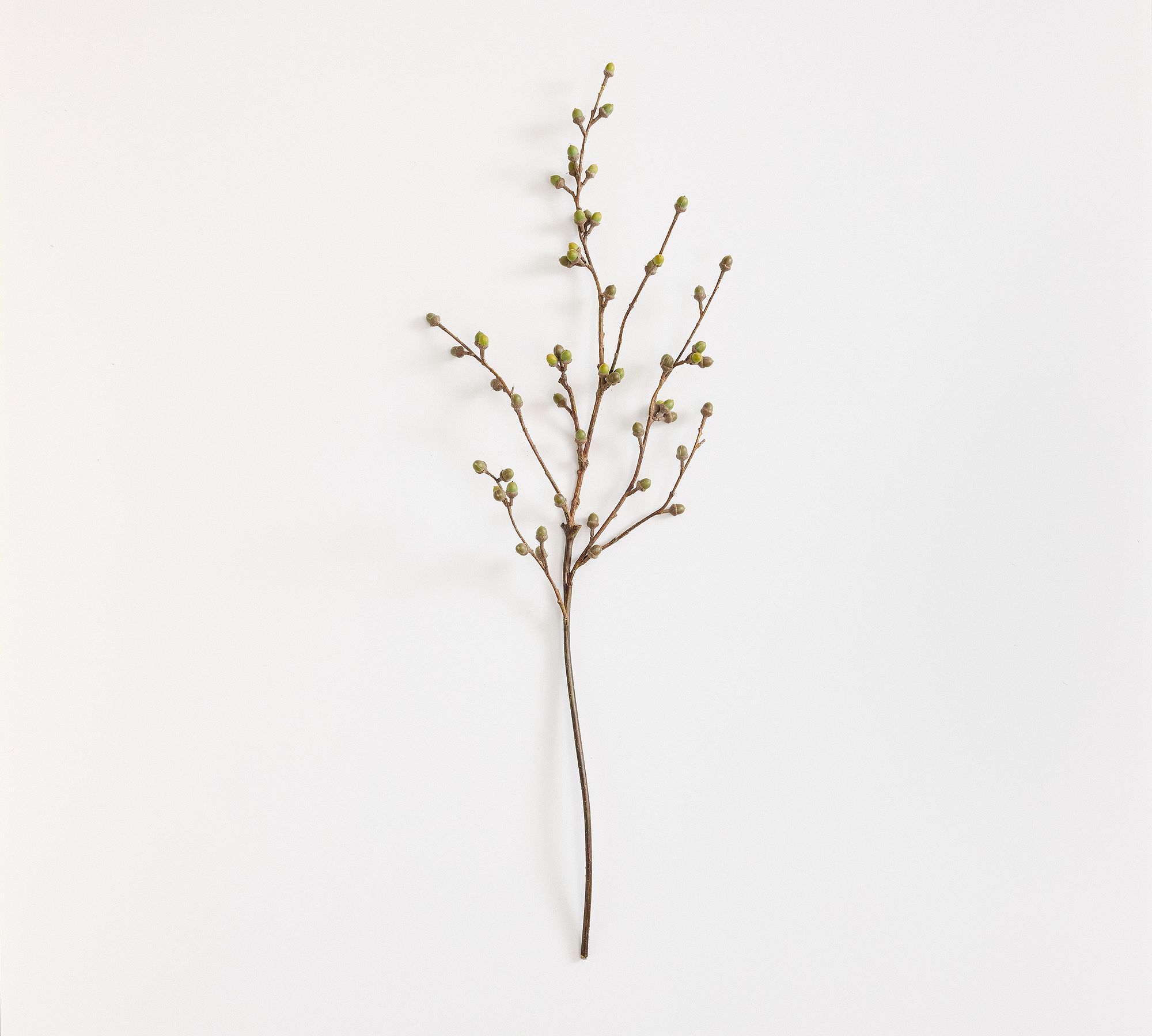 Faux Coast Oak Branch