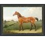 Apollo, Jasper, Samson, Hazel Framed Prints