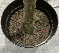 Open Box: Faux Potted Gypsophilia Tree (8')