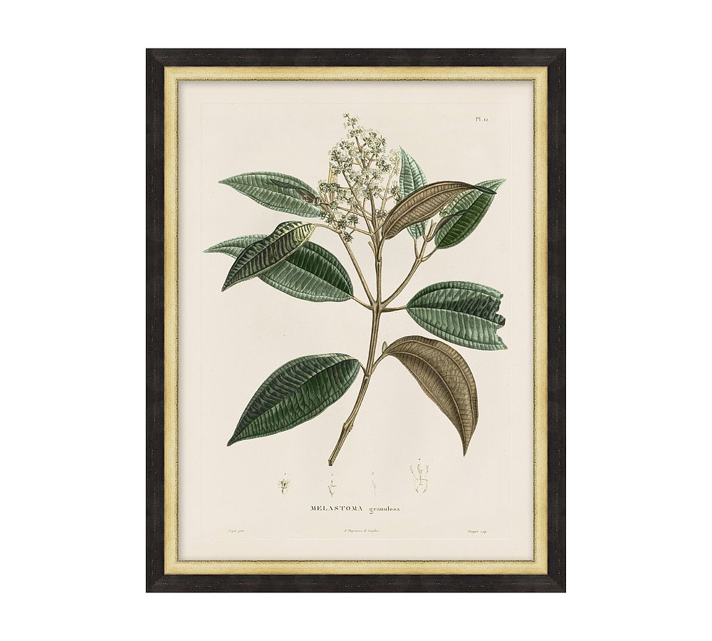 Vintage Botanical Framed Print