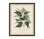 Vintage Botanical Framed Print