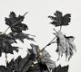 Faux Lit Black Maple Leaf Bundle