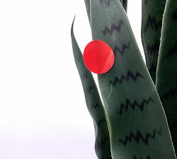 Open Box: Sansevieria Faux Plant (3')