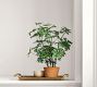 Faux Potted Citronella