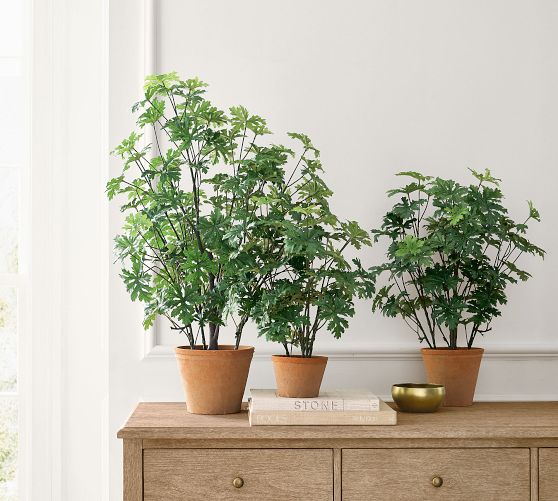 indoor ivy plant care English Ivy Plant Care - How to Grow Hedera helix