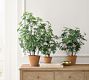 Faux Potted Citronella