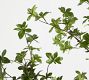 Faux Potted Gypsophilia Tree