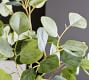 Faux Silver Dollar Eucalyptus Tree