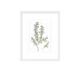 Monique Lhuillier Olive Botanical Framed Print