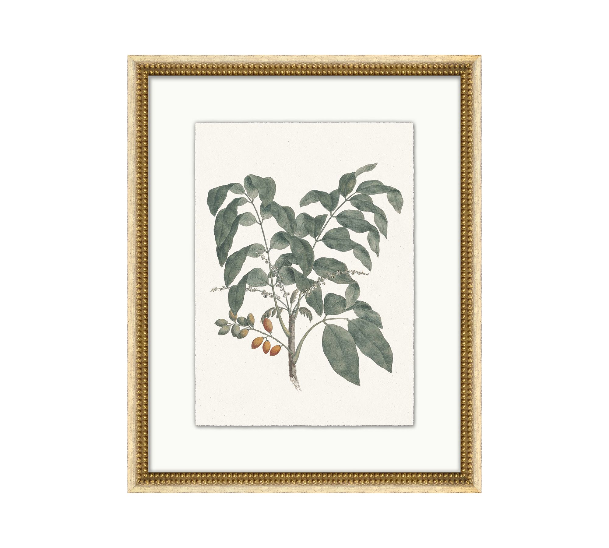 Vintage Botanical Framed Print