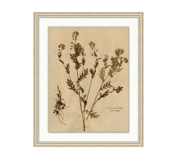 Pressed Sepia Botanical Framed Print