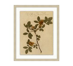 Pressed Sepia Botanical Framed Print