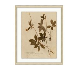 Pressed Sepia Botanical Framed Print