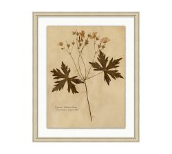 Pressed Sepia Botanical Framed Print