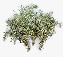 Live Olive Leaves Bunches