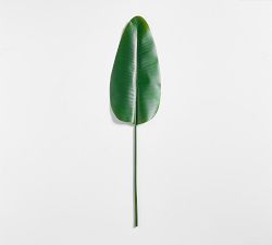 Banana Palm Branch