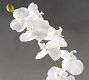 Faux Orchid