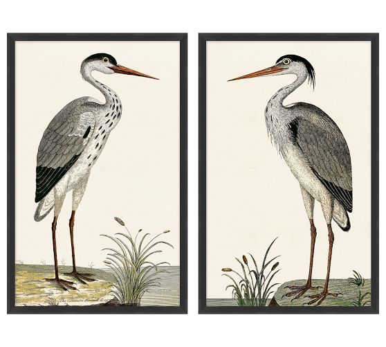Spotted Heron Framed Prints