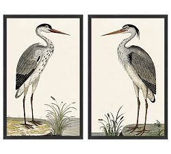 Spotted Heron Framed Prints