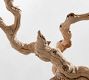 Dried Grapewood Branch