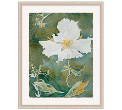 Matilija Poppy