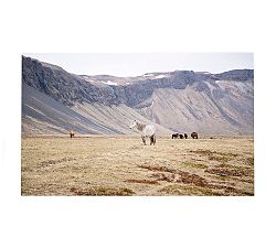 Icelandic Horses by Jennifer Meyers